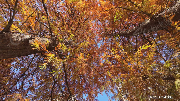 �������Ľ�ư��ˮɼ����Ҷ