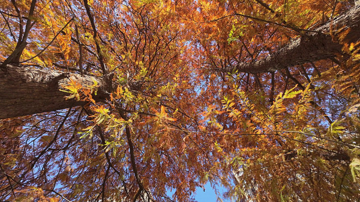 �������Ľ�ư��ˮɼ����Ҷ