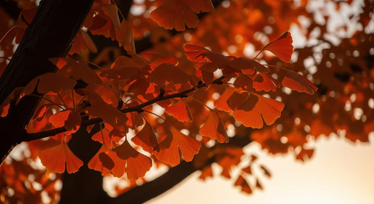 ��������Ҷ��д