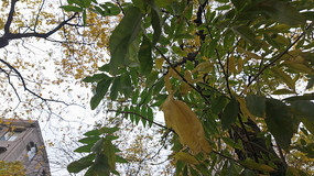 ������֦�ϵ���Ҷ���Ҷ