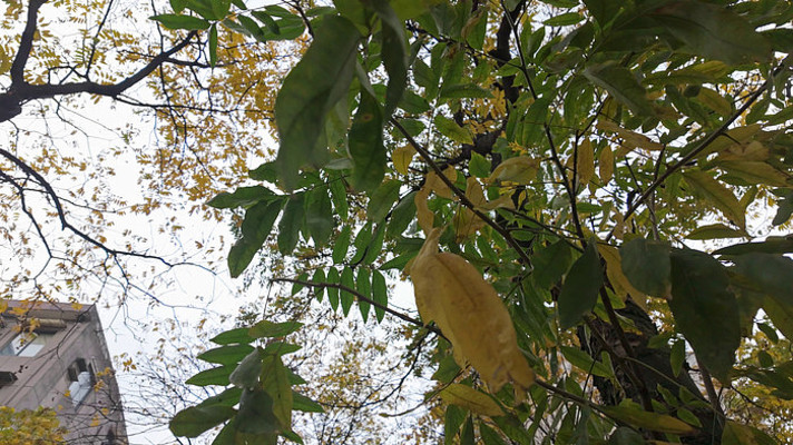 ������֦�ϵ���Ҷ���Ҷ