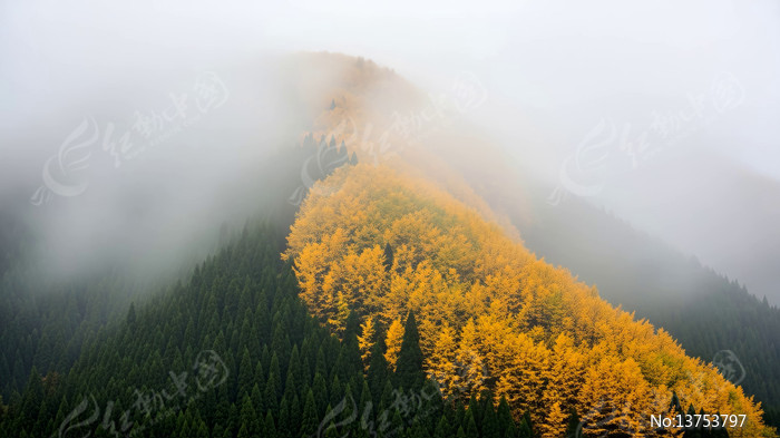 ɽ���������Ƶ�ɭ�־���