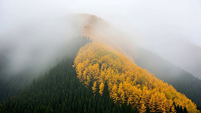 ɽ���������Ƶ�ɭ�־���