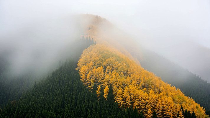山间云雾缭绕的森林景观 山间云雾缭绕的森林景观