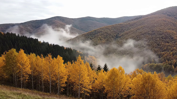 山林秋景带云雾自然风光 山林秋景带云雾自然风光