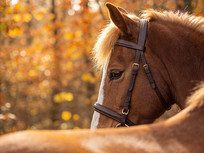 �����еĿ���