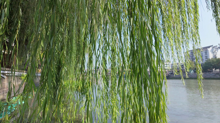 塘栖古镇河畔垂柳与古建筑 塘栖古镇河畔垂柳与古建筑