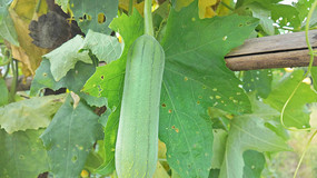 ������������˿���ز�