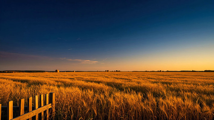 田野麦田日落全景 田野麦田日落全景