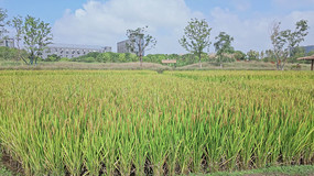 ��Ұ�е�ˮ��ũ�ﾰ��