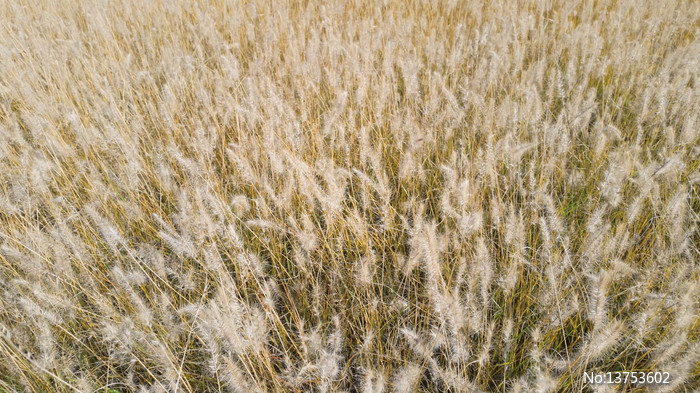 �����ƵĹ�β��