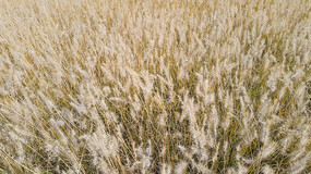 �����ƵĹ�β��