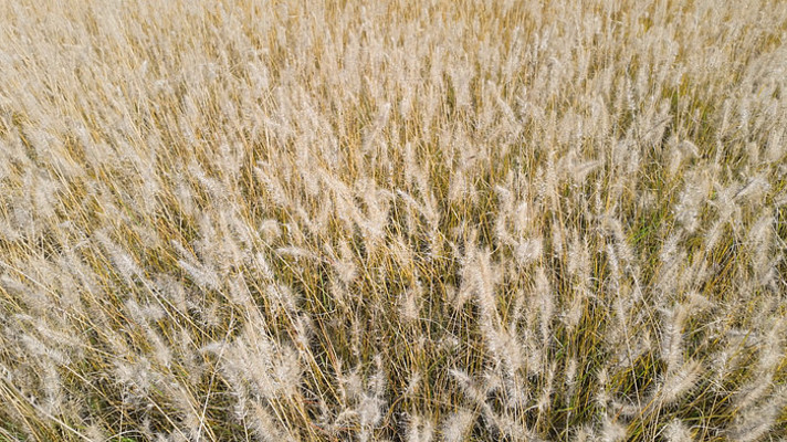 晚秋金黄的狗尾草 晚秋金黄的狗尾草