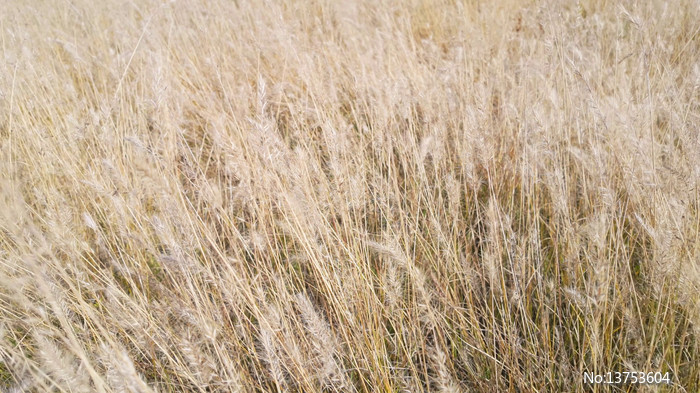 �����ƵĹ�β��