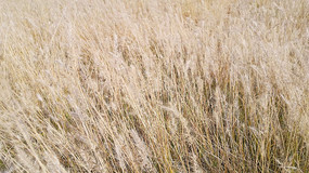 �����ƵĹ�β��