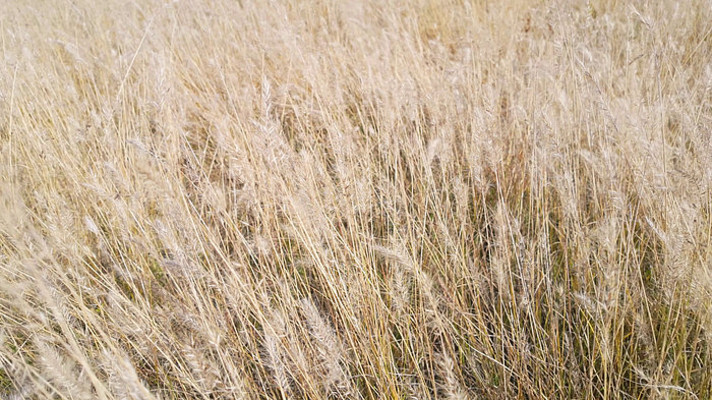 晚秋金黄的狗尾草 晚秋金黄的狗尾草