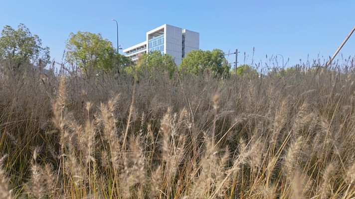 晚秋金黄的狗尾草与城市建筑 晚秋金黄的狗尾草与城市建筑