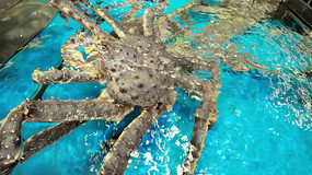 �ʻ����зˮ�ж�̬