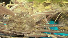 �ʻ����˹ѩз����з