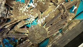 �ʻ����˹ѩз����з