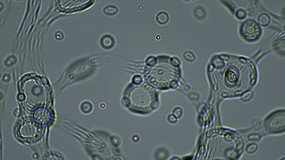 ��΢���µ�����ϸ������