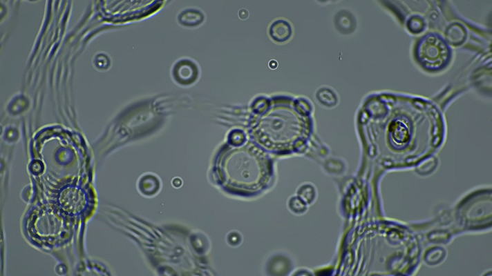 ��΢���µ�����ϸ������