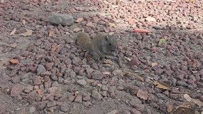 �����ߵĻҺ�ɫ�����ʳ����д