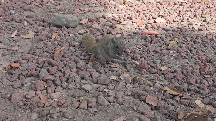 �����ߵĻҺ�ɫ�����ʳ����д