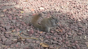 �����ߵĻҺ�ɫ�����ʳ����д