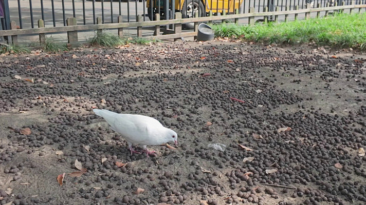 ������ι���ӻ�������