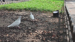 ������ι���ӻ�������