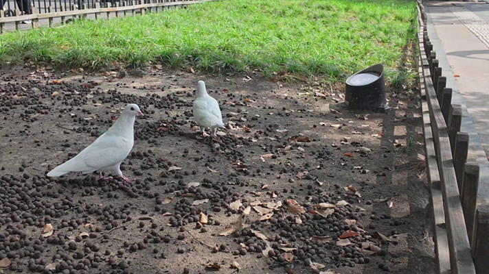 ������ι���ӻ�������