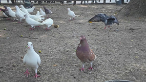 ������ι���ӻ�������