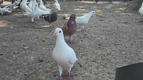 ������ι���ӻ�������