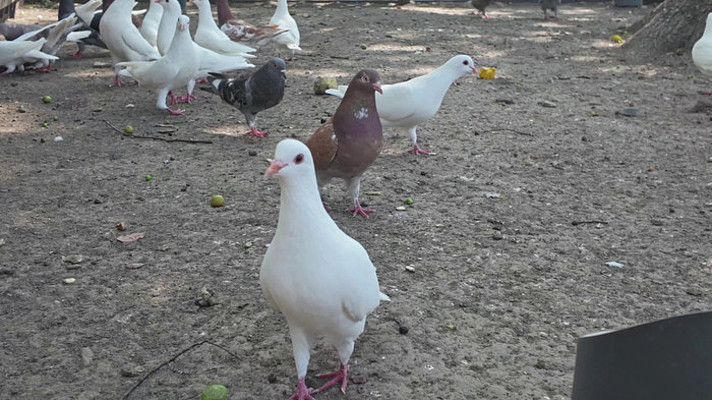 ������ι���ӻ�������