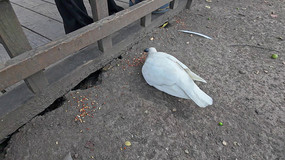 ������ι���ӻ�������