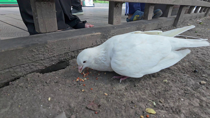 ������ι���ӻ�������