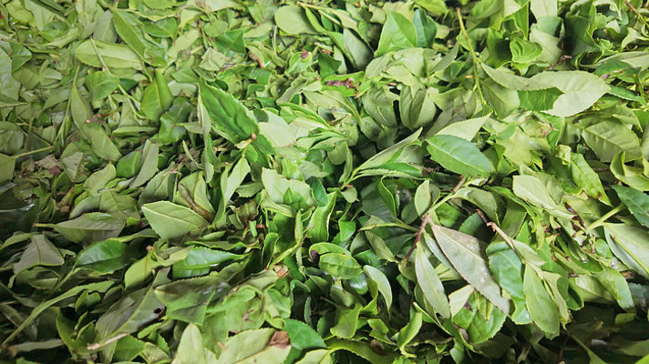 ���ʲ�ժ�Ĳ�Ҷ��д