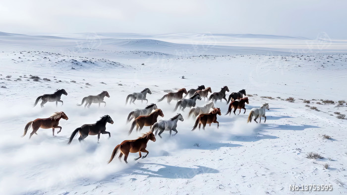 ѩ���б��ܵ���Ⱥ