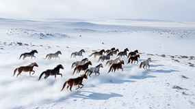 ѩ���б��ܵ���Ⱥ