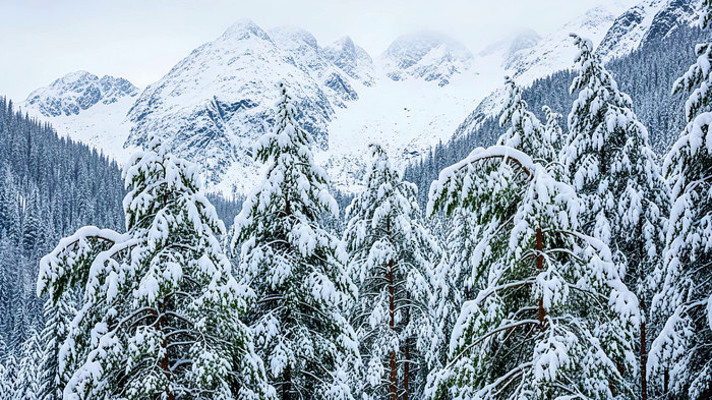 雪山雪松雪景风光 雪山雪松雪景风光