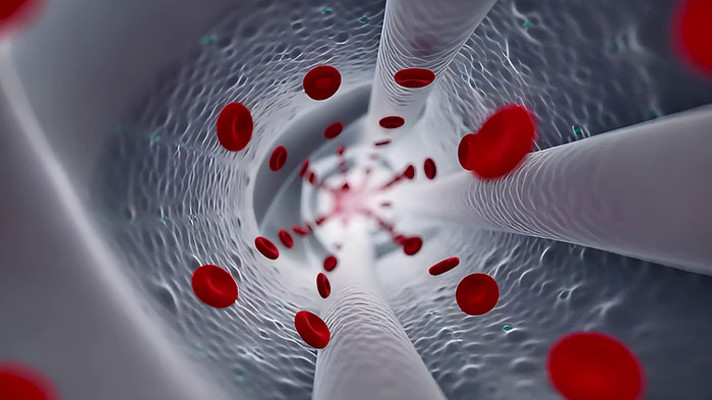 ѪҺϸ����������