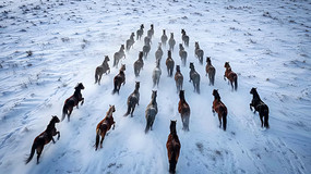 ѩԭ����Ⱥ������Ƶ