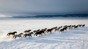 ѩԭȺ������