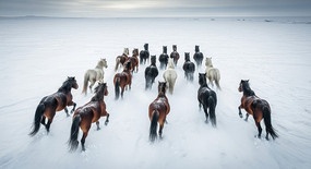 ѩԭ�ϵı���Ⱥ