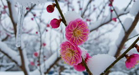 ѩ�к�÷����