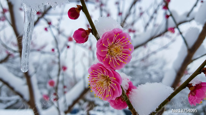 ѩ�к�÷������д