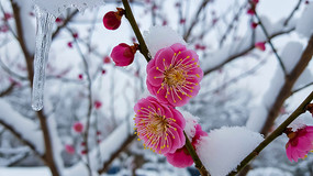 ѩ�к�÷������д