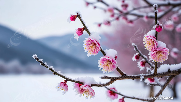 ѩ�����ŵ�÷����д