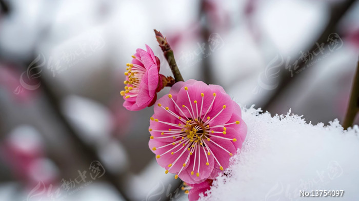 ѩ�����ŵ�÷����д